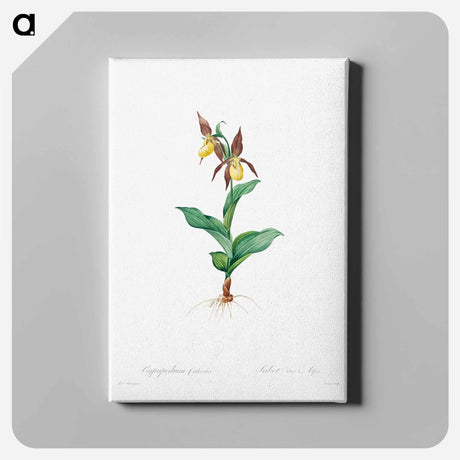 アートパネル-Cypripedium Calceolus
 - クリーブランド美術館 Canvas.