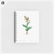 アートメモ帳-Cypripedium Calceolus
 - クリーブランド美術館 Memo.