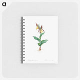 アートメモ帳-Cypripedium Calceolus
 - クリーブランド美術館 Memo.