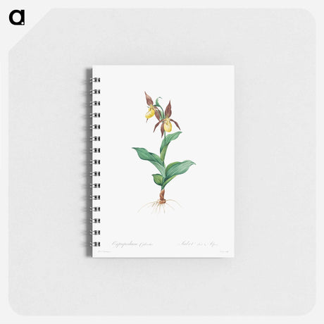 アートメモ帳-Cypripedium Calceolus
 - クリーブランド美術館 Memo.