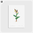 アートポストカード-Cypripedium Calceolus
 - クリーブランド美術館 Postcard.