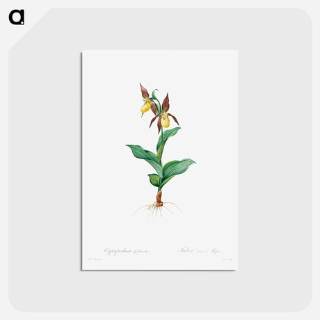 アートポストカード-Cypripedium Calceolus
 - クリーブランド美術館 Postcard.