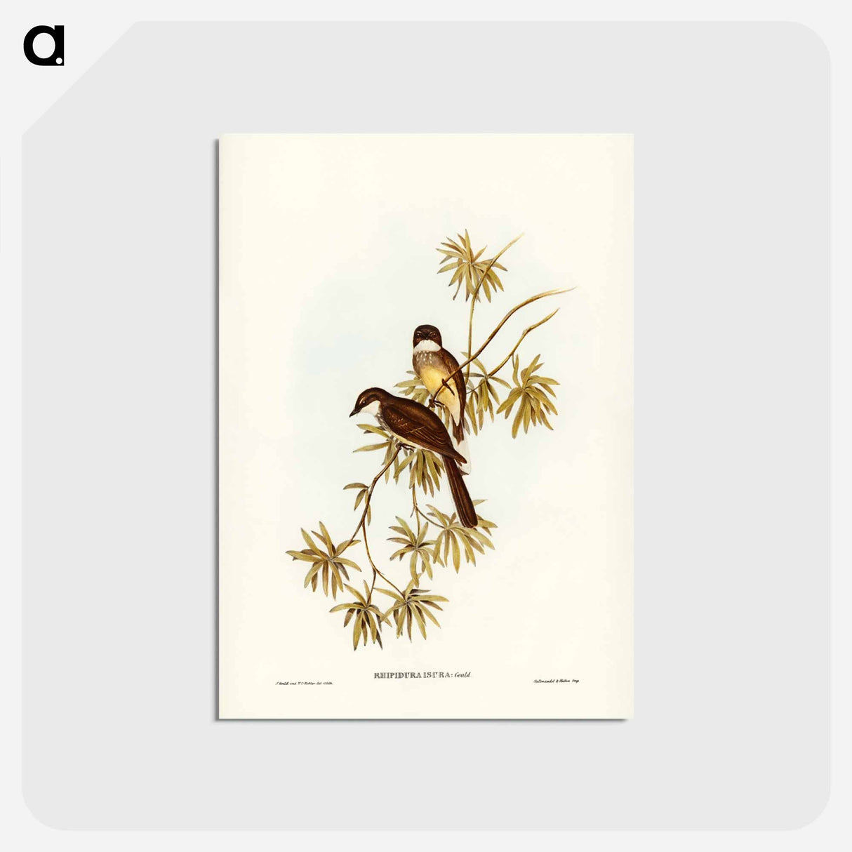 アートポストカード-Northern Fantail
 - ジョン グールド Postcard.