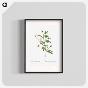 アートポスター-Silver-Flowered Hispid Rose - ピエール ジョゼフ ルドゥーテ Poster.