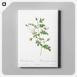 アートパネル-Silver-Flowered Hispid Rose - ピエール ジョゼフ ルドゥーテ Canvas.
