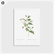 アートポストカード-Silver-Flowered Hispid Rose - ピエール ジョゼフ ルドゥーテ Postcard.