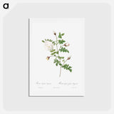 アートポストカード-Silver-Flowered Hispid Rose - ピエール ジョゼフ ルドゥーテ Postcard.
