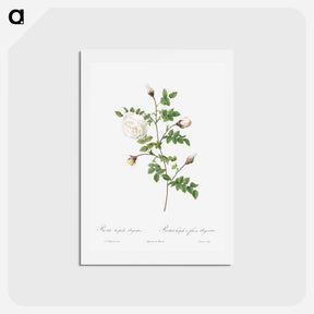 アートポストカード-Silver-Flowered Hispid Rose - ピエール ジョゼフ ルドゥーテ Postcard.