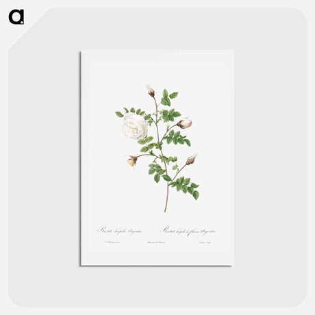 アートポストカード-Silver-Flowered Hispid Rose - ピエール ジョゼフ ルドゥーテ Postcard.