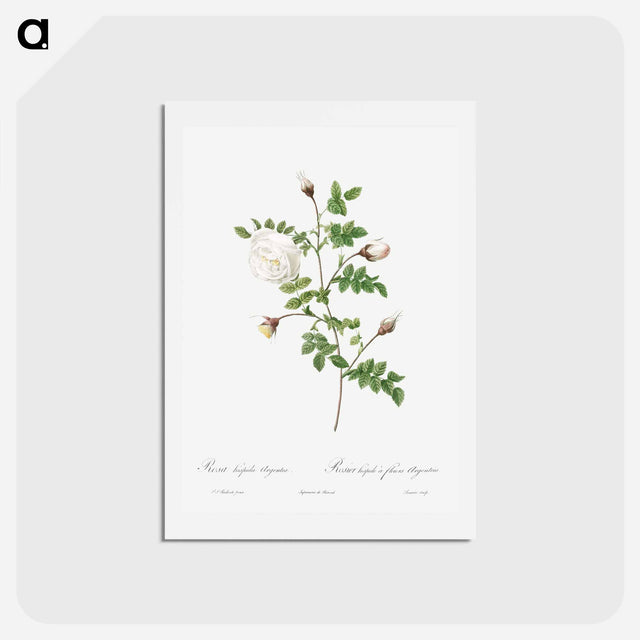 アートポストカード-Silver-Flowered Hispid Rose - ピエール ジョゼフ ルドゥーテ Postcard.