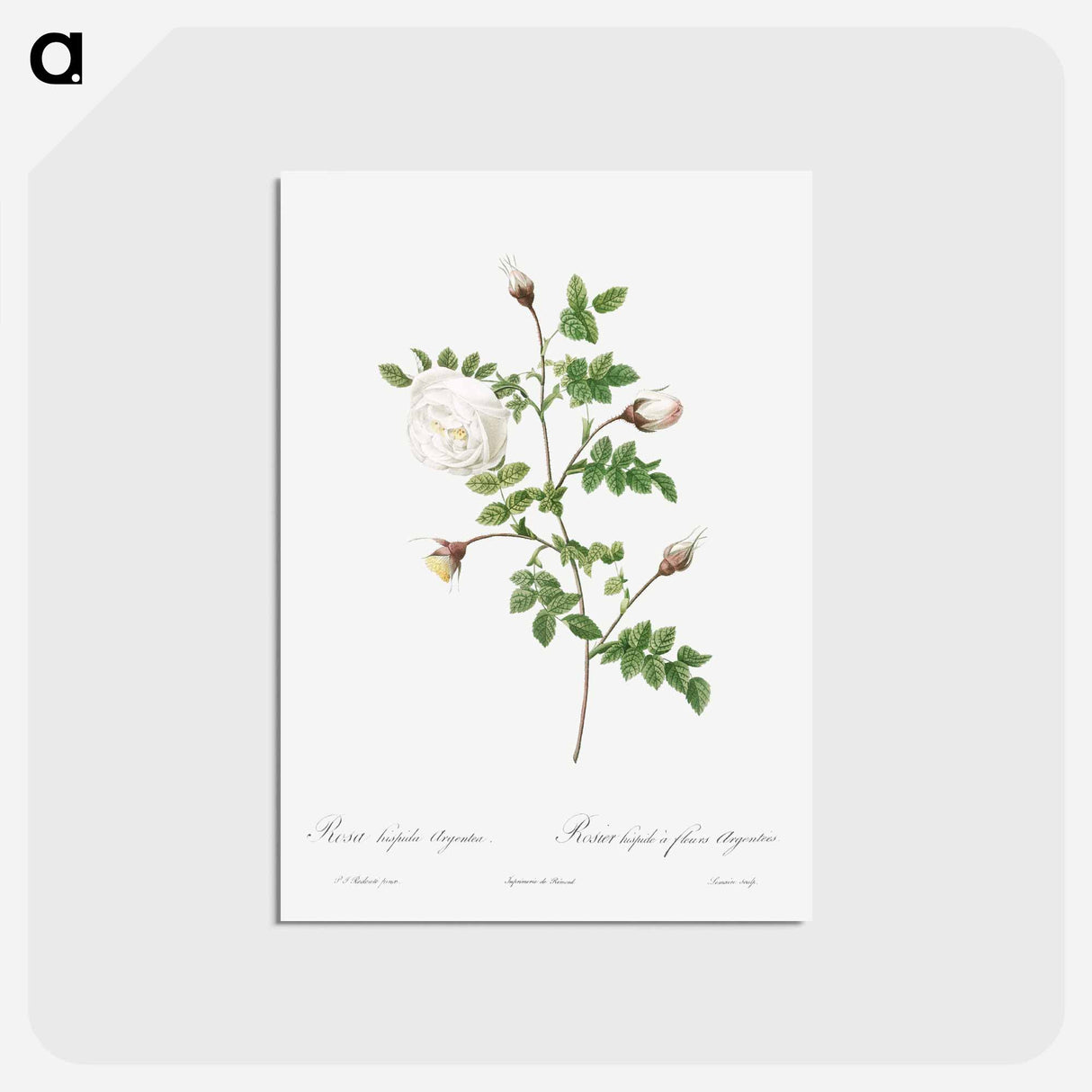 アートポストカード-Silver-Flowered Hispid Rose - ピエール ジョゼフ ルドゥーテ Postcard.