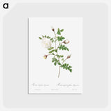 アートポストカード-Silver-Flowered Hispid Rose - ピエール ジョゼフ ルドゥーテ Postcard.