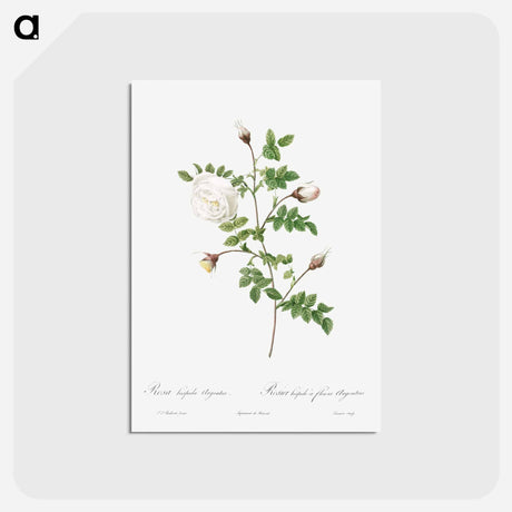 アートポストカード-Silver-Flowered Hispid Rose - ピエール ジョゼフ ルドゥーテ Postcard.