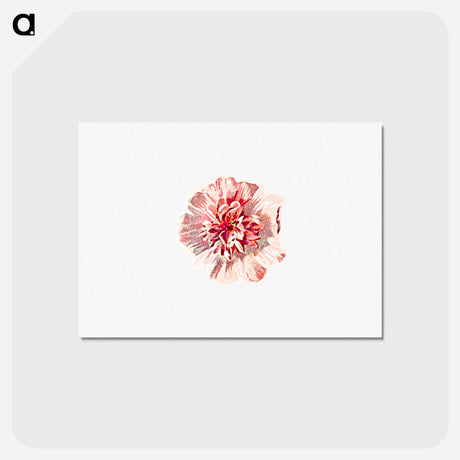 アートポストカード-Hollyhock from Poets In The Garden
 - 大英図書館 Postcard.