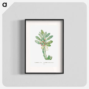 アートポスター-Euphorbia Neriifolia - ピエール ジョゼフ ルドゥーテ Poster.