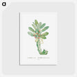 アートポストカード-Euphorbia Neriifolia - ピエール ジョゼフ ルドゥーテ Postcard.