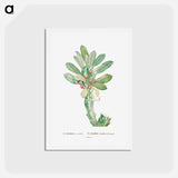 アートポストカード-Euphorbia Neriifolia - ピエール ジョゼフ ルドゥーテ Postcard.