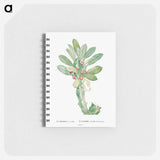 Euphorbia Neriifolia - ピエール ジョゼフ ルドゥーテ Memo.