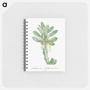 アートメモ帳-Euphorbia Neriifolia - ピエール ジョゼフ ルドゥーテ Memo.