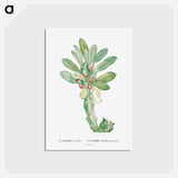 アートポストカード-Euphorbia Neriifolia - ピエール ジョゼフ ルドゥーテ Postcard.