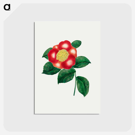 アートポストカード-Chinese Flower
 - クリーブランド美術館 Postcard.