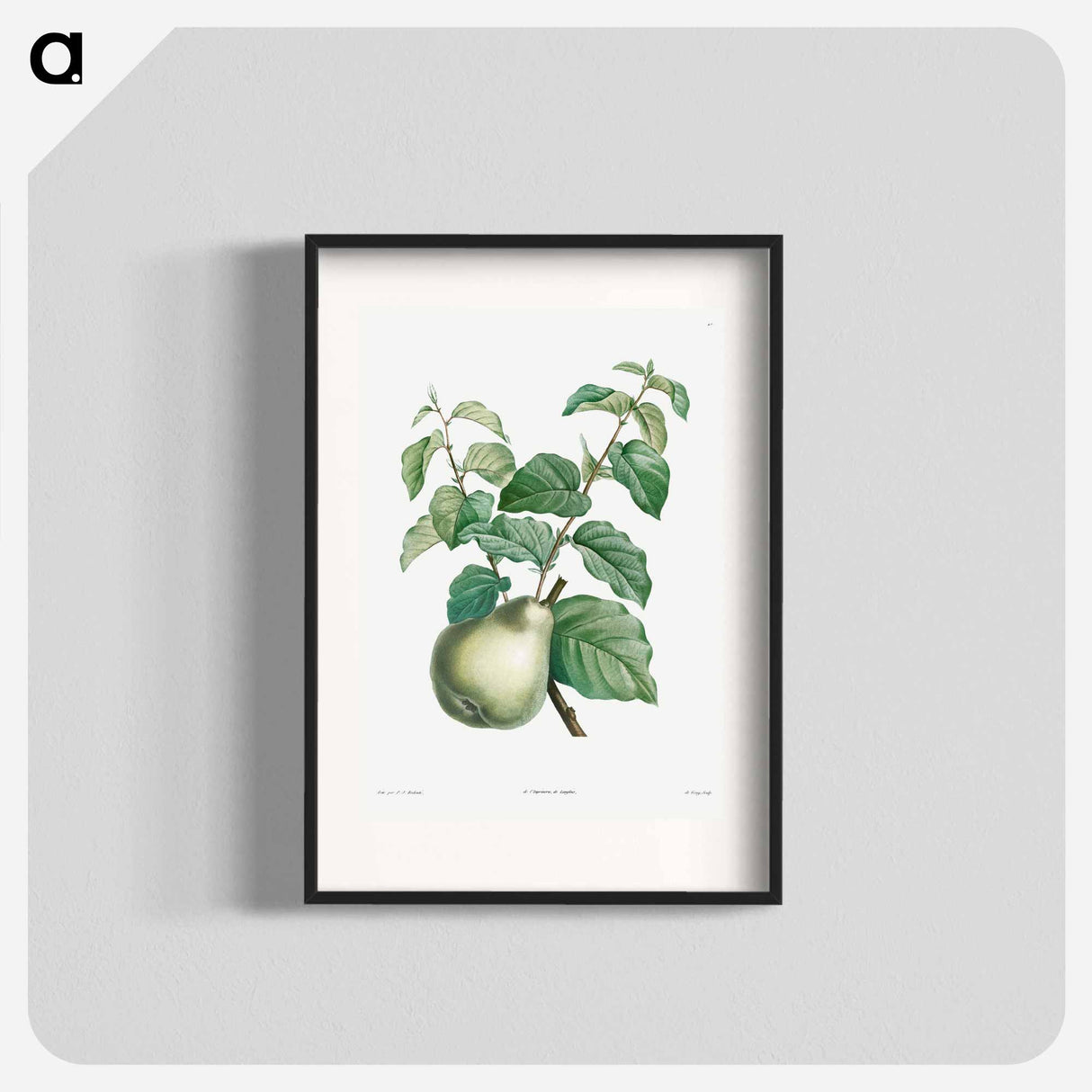 Pear fruit - ピエール ジョゼフ ルドゥーテ Poster.