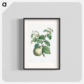 アートポスター-Pear fruit - ピエール ジョゼフ ルドゥーテ Poster.