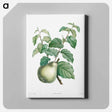 アートパネル-Pear fruit - ピエール ジョゼフ ルドゥーテ Canvas.