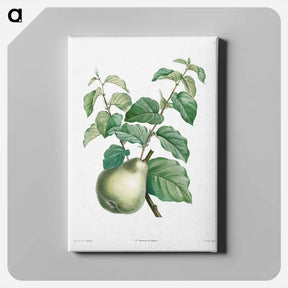 アートパネル-Pear fruit - ピエール ジョゼフ ルドゥーテ Canvas.