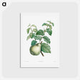 アートポストカード-Pear fruit - ピエール ジョゼフ ルドゥーテ Postcard.
