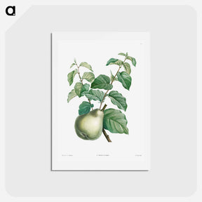 アートポストカード-Pear fruit - ピエール ジョゼフ ルドゥーテ Postcard.