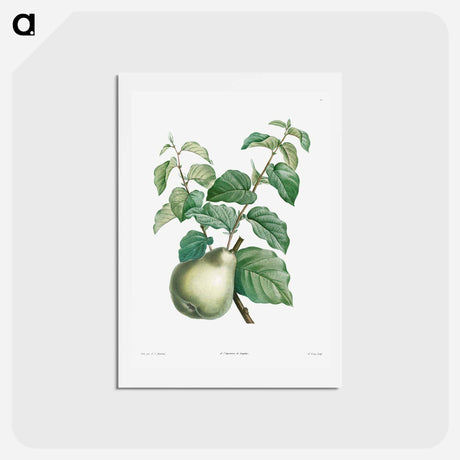 アートポストカード-Pear fruit - ピエール ジョゼフ ルドゥーテ Postcard.