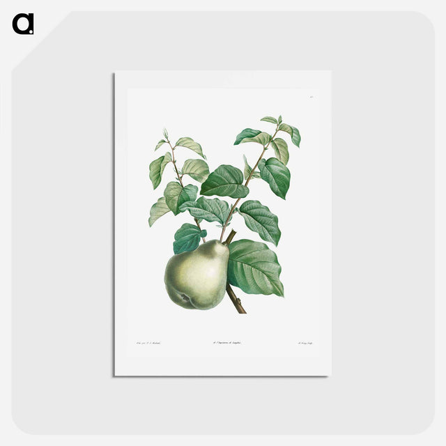 アートポストカード-Pear fruit - ピエール ジョゼフ ルドゥーテ Postcard.