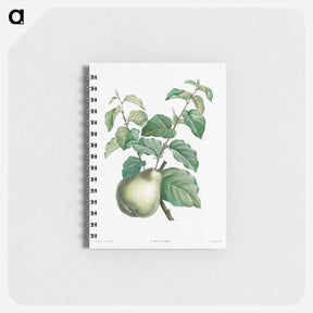 アートメモ帳-Pear fruit - ピエール ジョゼフ ルドゥーテ Memo.