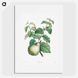 Pear fruit - ピエール ジョゼフ ルドゥーテ Poster.