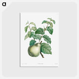 アートポストカード-Pear fruit - ピエール ジョゼフ ルドゥーテ Postcard.