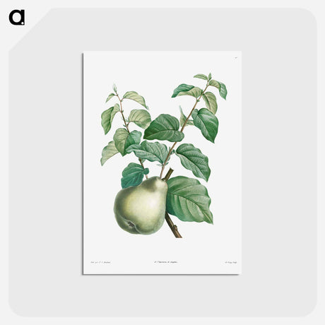 アートポストカード-Pear fruit - ピエール ジョゼフ ルドゥーテ Postcard.
