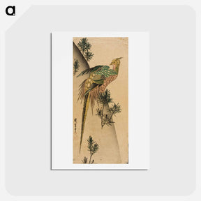 アートポストカード-Pheasant amid Pine Shoots
 - 歌川 広重 Postcard.