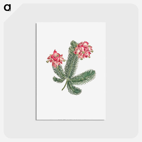 Calendar Page with Peasant
 - クリーブランド美術館 Postcard.