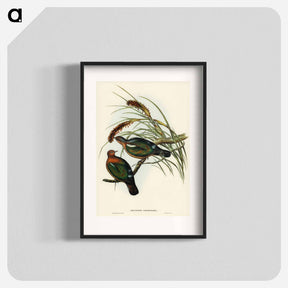 アートポスター-Little Green Pigeon
 - ジョン グールド Poster.