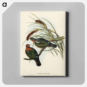 アートパネル-Little Green Pigeon
 - ジョン グールド Canvas.