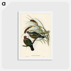アートポストカード-Little Green Pigeon
 - ジョン グールド Postcard.