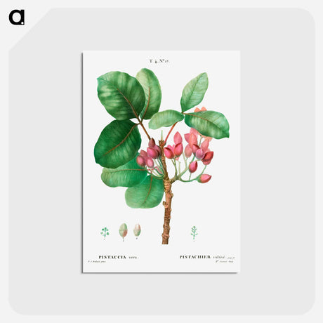 アートポストカード-Pistachio - ピエール ジョゼフ ルドゥーテ Postcard.