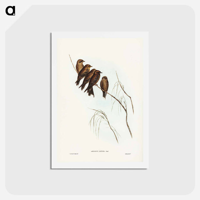 アートポストカード-Little Wood Swallow
 - ジョン グールド Postcard.