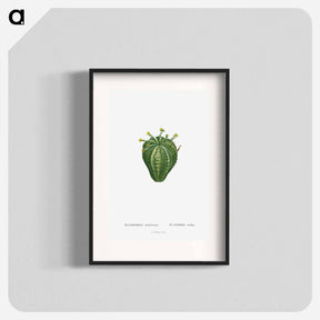 アートポスター-Euphorbia Meloformis - ピエール ジョゼフ ルドゥーテ Poster.