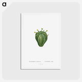 アートポストカード-Euphorbia Meloformis - ピエール ジョゼフ ルドゥーテ Postcard.