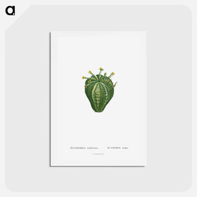 アートポストカード-Euphorbia Meloformis - ピエール ジョゼフ ルドゥーテ Postcard.
