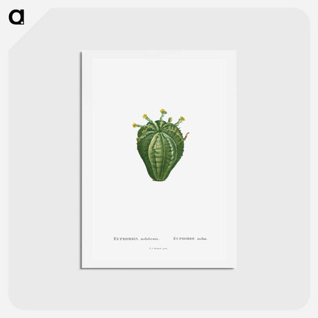 アートポストカード-Euphorbia Meloformis - ピエール ジョゼフ ルドゥーテ Postcard.