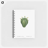 Euphorbia Meloformis - ピエール ジョゼフ ルドゥーテ Memo.