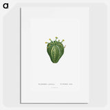 Euphorbia Meloformis - ピエール ジョゼフ ルドゥーテ Poster.